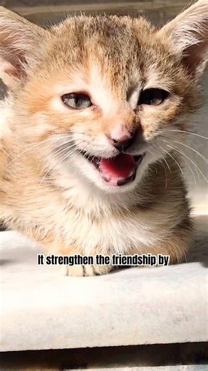Do your part and strengthen your Friendship 😻🐈 #cat #funny #cute #shorts #adoreble #catshorts
