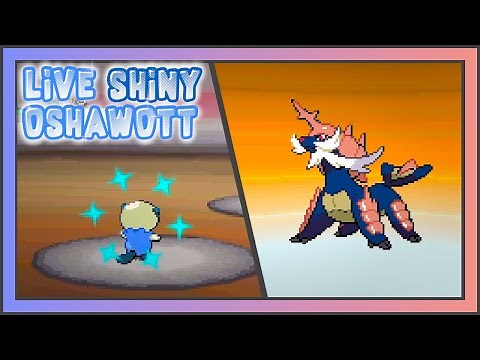 [LIVE] Shiny Oshawott after 3504 SRs in White + Evolution Showcase
