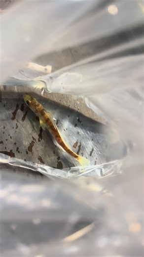 PET WALLEYE… What do I name it? #fishtank #fishkeeping #aquarium #walleye #fishing