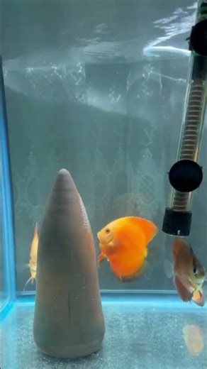 Discus yasami #keşfetbeniöneçıkar #fish #aquarium #discus #akvaryum #aquariumfish :))))))