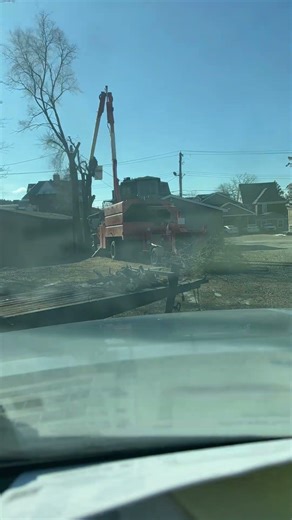 Tree removal Timelapse