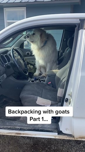 Backpacking Adventure with Pack Goats