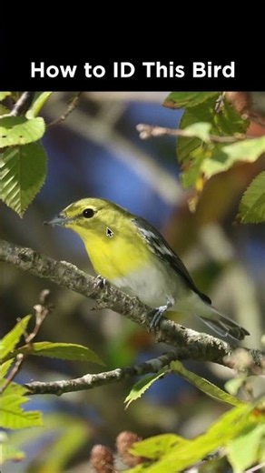 Can you identify this bird?
