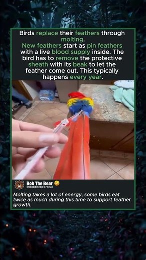 The Process Behind Every New Feather