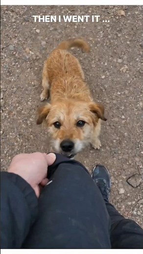 MAN HELPED THE DOG TO SAVE HIS MATE..🥹 #wholesome #animals #DogRescue #Humanity #EmotionalShorts