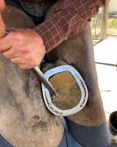 This is how farriers remove and re-install new Equi-Pak on hoofs 🐴😯 | Furry Tails