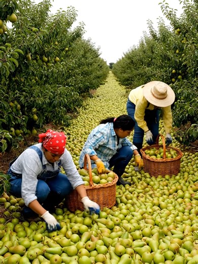 AI Innovations Transform Harvest Season