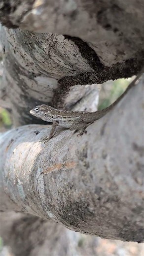 A Striped Anole lizard in the mountains of Curacao