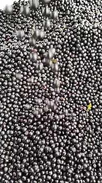 Aronia Beeren Ernte gesündeste dunkle Beere - Heide Aronia Schwarmstedt #shorts