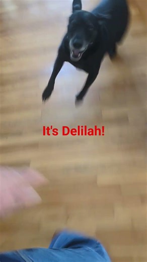 Delilah #puppy #petshub #dogbreed #funnyanimals #funny #funnypets #cute #dog #dogs #dogshorts #lol