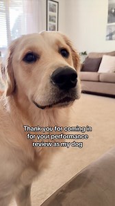Still my favorite coworker, despite the ruff review 🐾❤️ Voice of @nalathegoldenretrievr I searched for this sound but couldn’t find it here on IG. #goldenlovers #goldenretriever #gloriousgoldens #weeklyfluff #doglove #dog #funnyreels #dogbehavior | lunas_golden_life