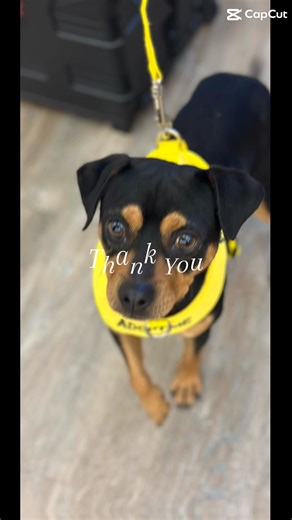 4.3K views · 101 reactions | Thank you to the Lee County, FL Library Northwest Regional location for hosting our adoption event today. We are happy to report that Mamba, Stewie, Lovito, Luna, and Casanova all found homes! | Lee County Domestic Animal Services | Facebook