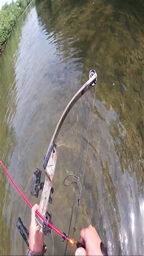 Bowfishing for catfish... #bowfishing #catfish #catfishing #catfishrecipe #fishrecipe #catchandcook