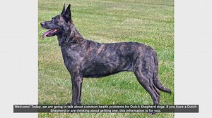 Common Health Problems in Dutch Shepherd Dogs