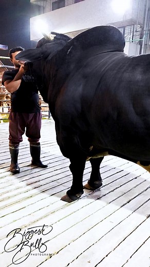 2.5M views · 28K reactions | 1 ton black bull with exceptional muscle, width and depth | Biggest Bulls Photography | Facebook