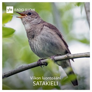 Satakielen laulu on kesän merkki - vai mitä olet mieltä? Kuuntele lisää tästä taiteilijoiden ja runoilijoiden inspiraation lähteestä 👉http://link.yle.fi/PkV | Yle Luonto