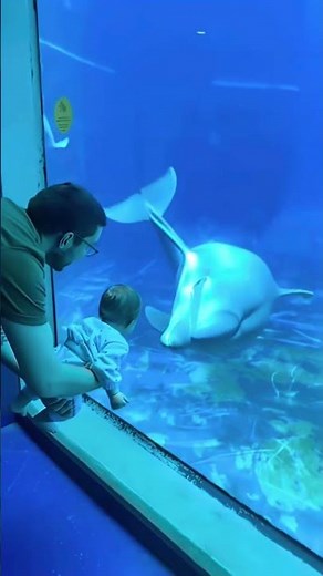 🐬 When Dolphins Became Heroes! They Saved Humans from a Shark Attack 😱🦈