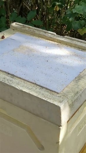 Treatment of bees against the Varoa mite with oxalic acid in glycerin.