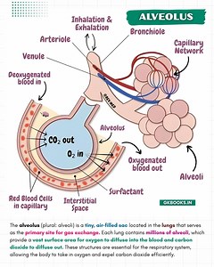 ✅ What is an Alveolus? ◾ Tiny air sac in the lungs where gas exchange occurs. ◾ Surrounded by a dense capillary network. ✅ Structure of the Alveolus ◾ Alveolar Wall 🔹 Thin, one-cell thick epithelium 🔹 Allows rapid gas diffusion ◾ Surfactant Layer 🔺 Reduces surface tension 🔺 Prevents alveolar collapse ◾ Interstitial Space 🔹 Space between alveoli & capillaries 🔹 Contains elastic fibers for expansion ◾ Capillary Network 🔹 Carries blood for oxygenation ✅ Blood Flow Around the Alveolus ◾ Deoxy