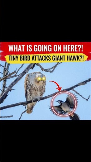 “Tiny Blue Jay vs Mighty Hawk – Unbelievable Bird Behaviour !”