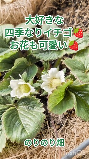 【日々のベランダ菜園】イチゴのお花が咲きました♪｜ハンギング栽培おすすめです♪＠norinorobatake
