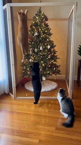 80K views · 165 reactions | Christmas tree didn't have a chance  Kitties figure out how to climb over the cage blocking them from the Christmas tree. This video and story are for entertainment purposes only and was created with A.I. | Mike's Mayhem | Facebook