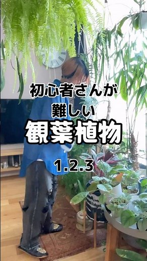 わたしが思う育てやすい観葉植物とは？→ 「超初心者さんにおすすめの観葉植物」 こちらの動画をご覧ください𓈒𓂂𓂃◌𓈒𓐍 #植物のある暮らし #観葉植物 #ガーデニング