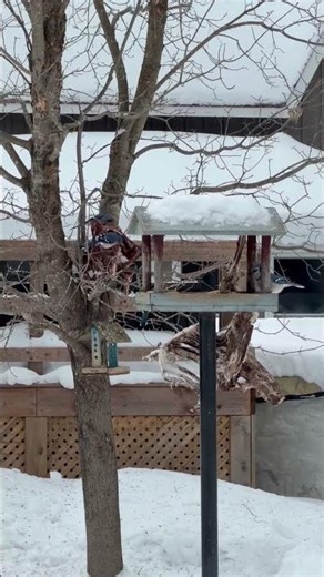 Evening grosbeaks at the feeder #snow #wildlife #nature #birds #winter
