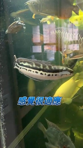 現在很稀有，剛好碰到😁 #魚虎 #鉛筆雷龍魚 #小頓鱧雷龍魚 #龍魚混養缸