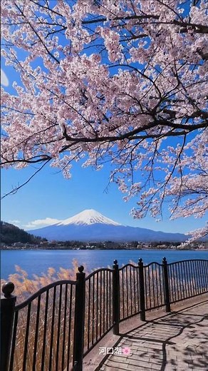 心が癒される春の富士山景色!河口湖桜🌸Mt. Fuji in Spring Kawaguchiko 🇯🇵#fuji#japan