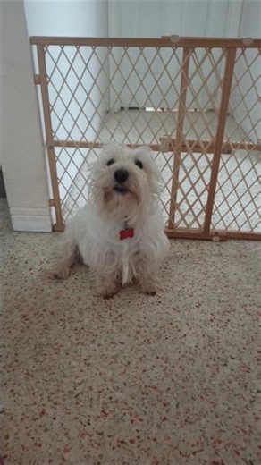 Scottish Terrier: Asking For A Belly Rub! ❤️ #scottiedogs #scottishterriers #cutepets
