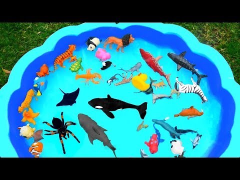 Learn Wild Animals in Blue Swimming Pool For Kids