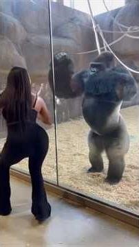 She is Teaching the Gorilla Good Dance Steps @ the Zoo 🩰 😯 🦍