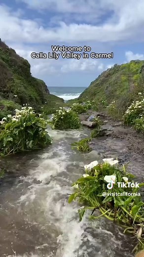 Explore Calla Lily Valley in Carmel, California