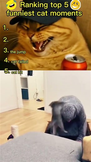 Ranking top 5 Funniest Cats Doing Funny Things 🐱 Best Cat Videos Compilation #shorts