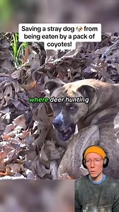 What would you do if you found this dog in the woods? #dog #animalrescue | Ethan Daniel Corbett