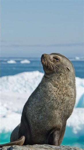 Antarctic fur seals