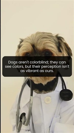 Uncover the fascinating way dogs experience color perception