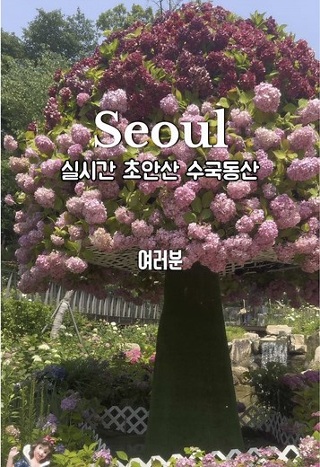 초안산 수국동산에서 만나는 다채로운 수국