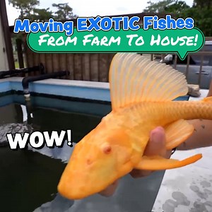 113K views · 2.4K reactions | Revealing My *NEW* Albino Fish!  | Paul Cuffaro | Facebook