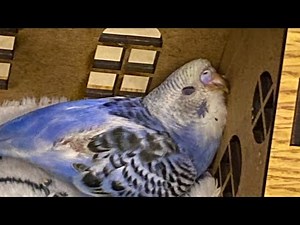 MORNING ROUTINE/ WITH MY BIRD