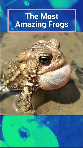 ⭐ The Most Amazing Frog Mating Calls — Part 2 🐸🔊