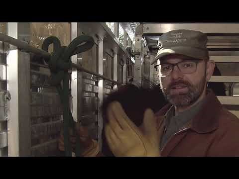 2 ways to tie a horse to trailer