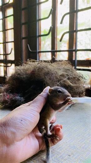 Tiny Baby Squirrel Milk Feeding 🐿️🥛 | Adorable Wildlife Rescue Moment #petsquirrel #cutepets