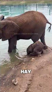 Voi con là một trong các loài động vật dễ thương nhất #shorts