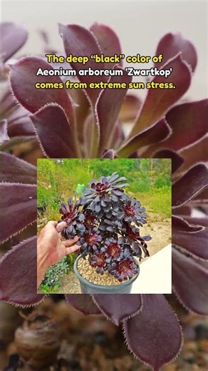 How Does the Black Rose Aeonium Turn So Dark?