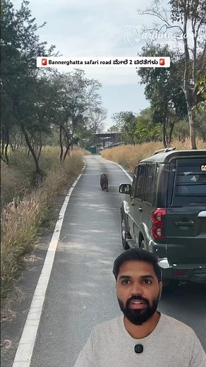 2 Leopards Walking on Road 🐆🐆 Bannerghatta Safari Rare Sighting | Bengaluru Wildlife Video #short