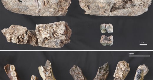 New 2.6-million-year-old Paranthropus fossil reshapes understanding of early hominins