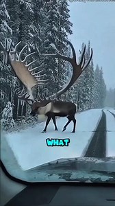 The Secret Vision of Reindeer🦌👀 #animals #reindeer #caribou #animalfacts #wildlife #science