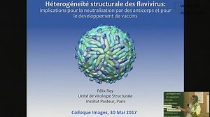 Epitope-focused vaccine design to protect against Zika and dengue virus simultaneously | Canal U